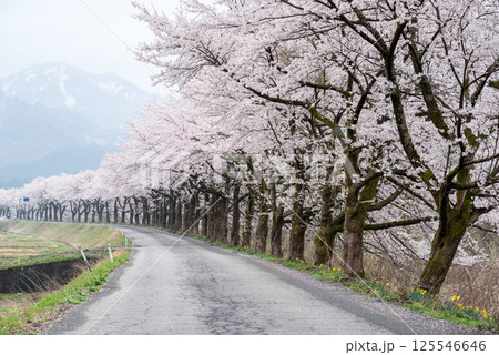 【夏井の千本桜】どこまでも続く満開の桜並木 125546646