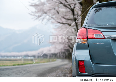 【夏井の千本桜】どこまでも続く満開の桜並木と車 【夏井の千本桜】どこまでも続く満開の桜並木と車 125546655