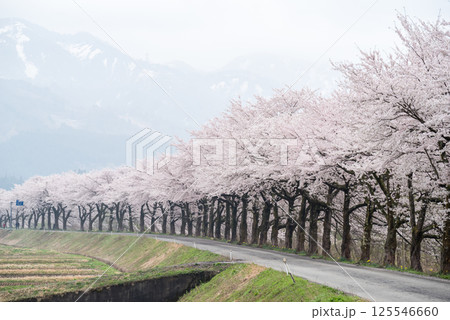 【夏井の千本桜】どこまでも続く満開の桜並木 【夏井の千本桜】どこまでも続く満開の桜並木 125546660