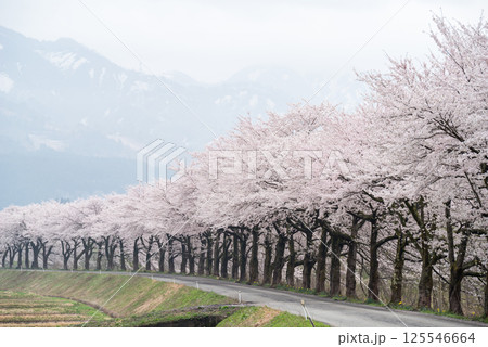 【夏井の千本桜】どこまでも続く満開の桜並木 【夏井の千本桜】どこまでも続く満開の桜並木 125546664