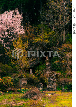 桜の季節の石塔 桜の季節の石塔 125546796