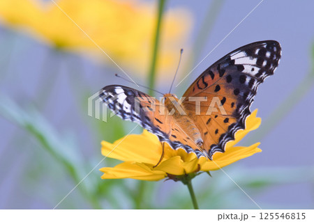 キバナコスモスにとまる蝶 キバナコスモスにとまる蝶 125546815