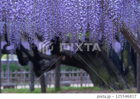 満開の藤の花が美しい 125546817