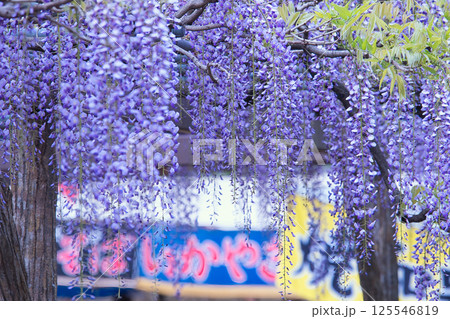 美しい藤の花 125546819