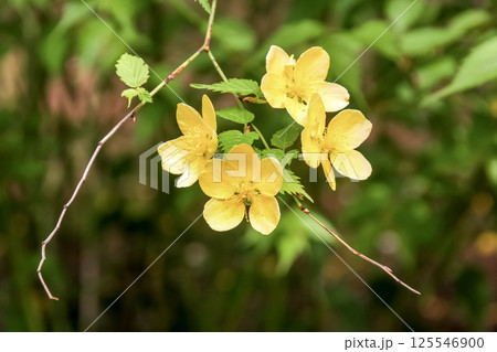 縁起がいいと言われる黄金色の花を咲かす黄金色 125546900