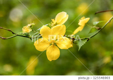 縁起がいいと言われる黄金色の花を咲かす黄金色 125546903