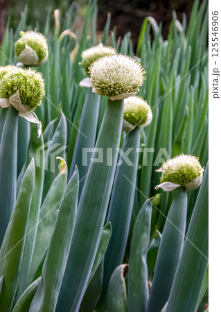 群馬県下仁田町の特産物である下仁田ネギの葱坊主（ツボミ） 125546906