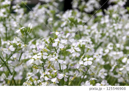 白い茎と葉を食べるカイワレダイコンの花【貝割れ大根】 白い茎と葉を食べるカイワレダイコンの花【貝割れ大根】 125546908