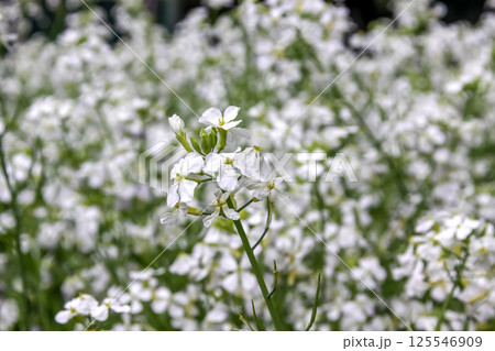白い茎と葉を食べるカイワレダイコンの花【貝割れ大根】 125546909