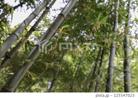 幻の竹の花　天然記念物　逆さ竹 125547023