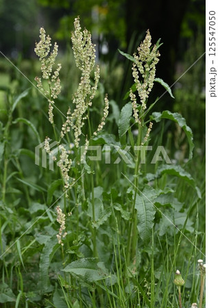 ギシギシの実 125547050