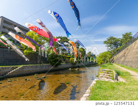 兵庫県西宮市 こいのぼりが泳ぐ夙川公園 125547131