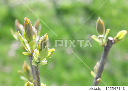 蕾,つぼみ,花,植物,葉,目,春,花びら,屋外,自然,早春,緑、芽吹き 125547148