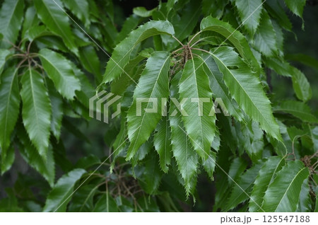 クヌギの葉 125547188