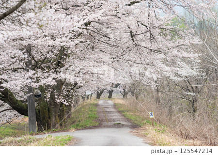 【夏井の千本桜】どこまでも続く満開の桜並木 【夏井の千本桜】どこまでも続く満開の桜並木 125547214