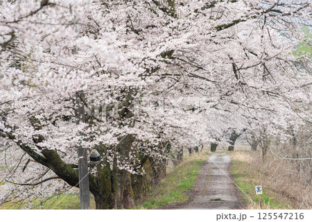 【夏井の千本桜】どこまでも続く満開の桜並木 125547216