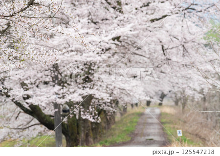 【夏井の千本桜】どこまでも続く満開の桜並木 【夏井の千本桜】どこまでも続く満開の桜並木 125547218