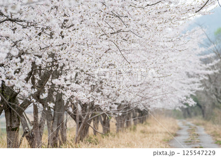 【夏井の千本桜】どこまでも続く満開の桜並木 125547229