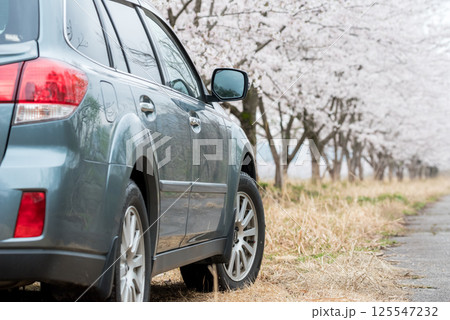 【夏井の千本桜】どこまでも続く満開の桜並木と車 【夏井の千本桜】どこまでも続く満開の桜並木と車 125547232