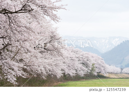 【夏井の千本桜】どこまでも続く満開の桜並木 【夏井の千本桜】どこまでも続く満開の桜並木 125547239