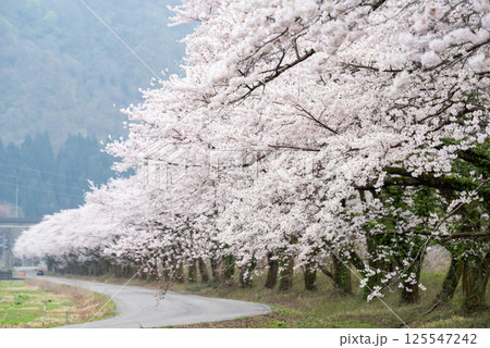 【夏井の千本桜】どこまでも続く満開の桜並木 125547242