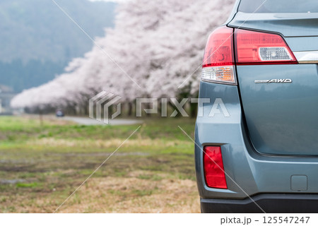 【夏井の千本桜】どこまでも続く満開の桜並木と車 125547247