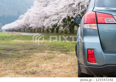 【夏井の千本桜】どこまでも続く満開の桜並木と車 【夏井の千本桜】どこまでも続く満開の桜並木と車 125547248