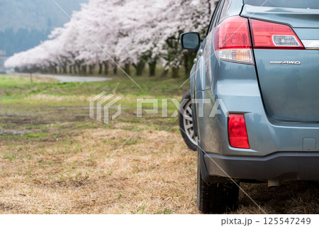 【夏井の千本桜】どこまでも続く満開の桜並木と車 【夏井の千本桜】どこまでも続く満開の桜並木と車 125547249