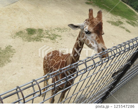 キリン キリン 125547286