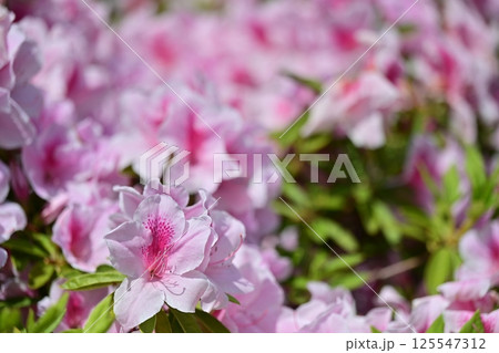 ツツジの花のある風景 125547312