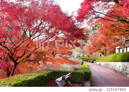 伊豆市　修善寺虹の郷日本庭園の散策路と紅葉 125547403