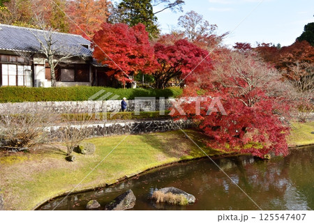 伊豆市　修善寺虹の郷日本庭園の菖蒲ヶ池と紅葉 125547407