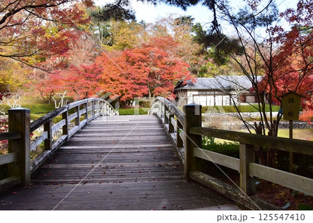 伊豆市　修善寺虹の郷日本庭園の菖蒲ヶ池に架かる橋と紅葉 125547410