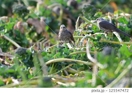 鳥害　食害　農作物被害　ヒヨドリ（Bulbul） 125547472