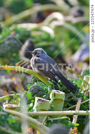 鳥害 食害 農作物被害 ヒヨドリ(Bulbul) 鳥害 食害 農作物被害 ヒヨドリ(Bulbul) 125547474