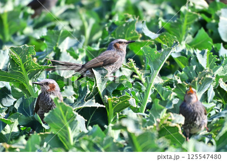 鳥害 食害 農作物被害 ヒヨドリ(Bulbul) 鳥害 食害 農作物被害 ヒヨドリ(Bulbul) 125547480