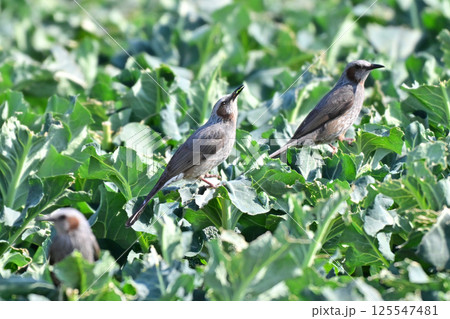 鳥害　食害　農作物被害　ヒヨドリ（Bulbul） 125547481