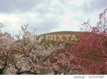 いろいろな桜と大室山の春の風景 125547887