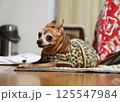 こちらを見つめる肥満気味のミニチュアピンシャーの成犬 125547984