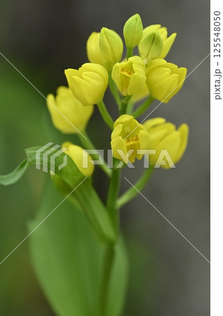 雑木林に咲くキンランの花 雑木林に咲くキンランの花 125548050