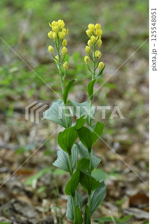 雑木林に咲くキンランの花 125548051