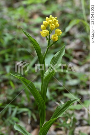 雑木林に咲くキンランの花 125548053