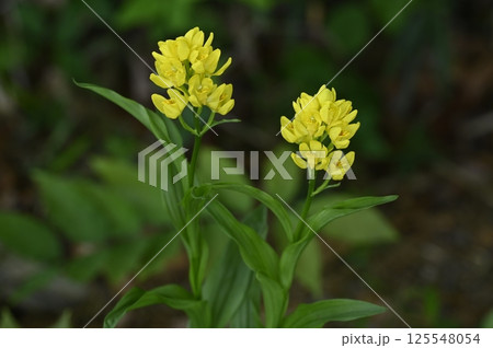 雑木林に咲くキンランの花 雑木林に咲くキンランの花 125548054