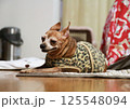 眠そうにしている肥満気味のミニチュアピンシャーの成犬 125548094