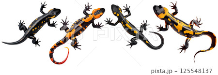 Beautiful Fire Salamander Isolated on White Background - Generative Ai 125548137