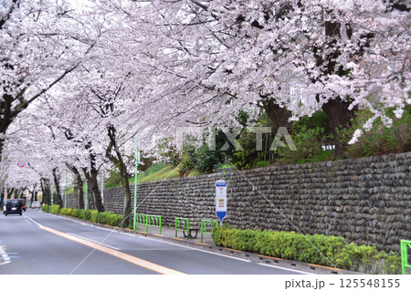 世田谷・千歳通りの桜並木・笹原小学校前のバス停と玉石垣 世田谷・千歳通りの桜並木・笹原小学校前のバス停と玉石垣 125548155