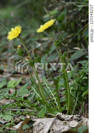 里山に咲く関東タンポポの花 里山に咲く関東タンポポの花 125548257