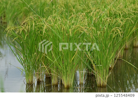 コメ(稲作)イメージ (rice field image) 125548409