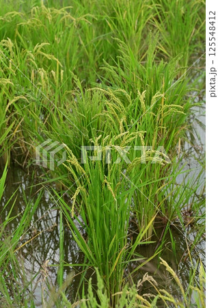 コメ(稲作)イメージ (rice field image) コメ(稲作)イメージ (rice field image) 125548412