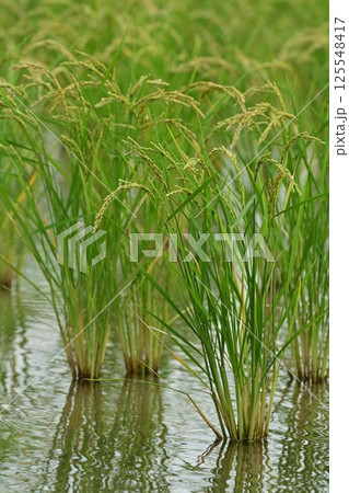 コメ(稲作)イメージ (rice field image) コメ(稲作)イメージ (rice field image) 125548417